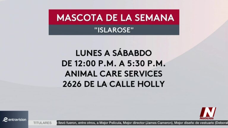 Adopción Perrita Corpus Christi: Isla Rose: La Perrita Energetica Espera Una Familia En Corpus Christi
