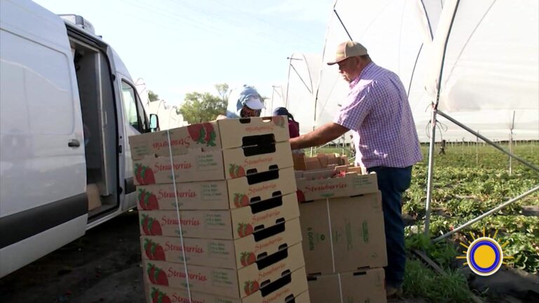 Alerta De Calor Obliga Cambios En Jornadas De Trabajadores Agrícolas En Royal Oaks