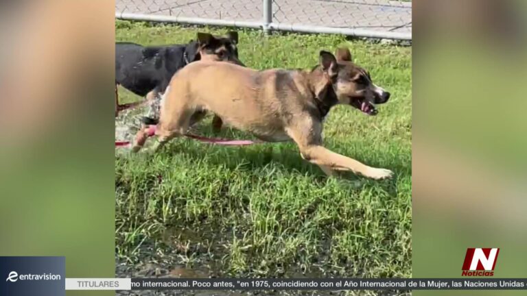 Adopción Animal: Mascota De La Semana: Maggie Busca Un Hogar En Corpus Christi
