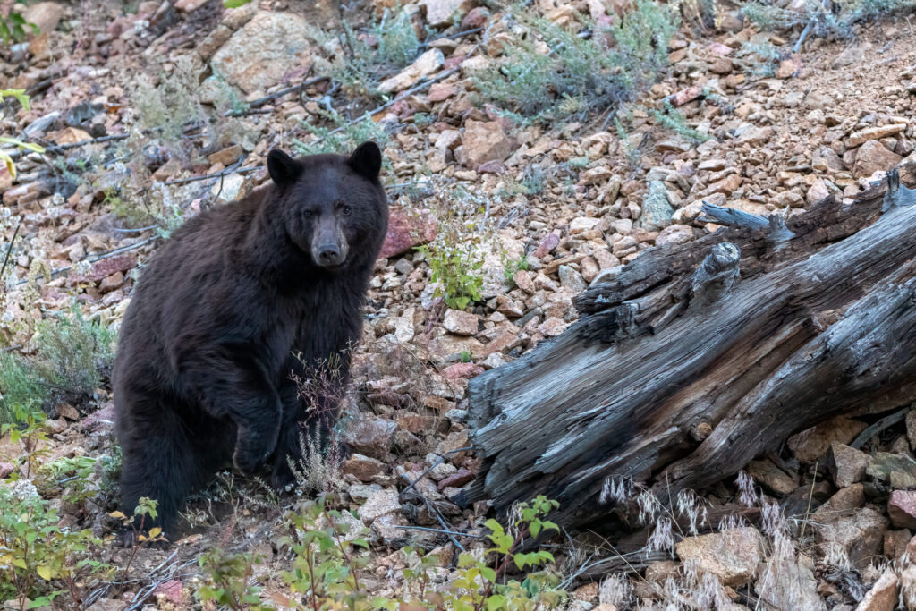 Encuentros con osos casi se duplican en Colorado y podrían seguir aumentando